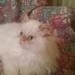 Barnegat Animal Clinic - This is my Flame Point Persian who will be 5 this year