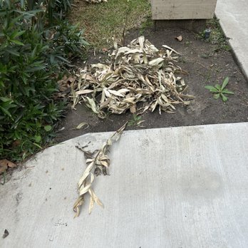 Mountain View Lawn Care - More dead trimmings - Landscaping Near Me Mountain View Lawn Care - More dead trimmings - Landscaping Near Me