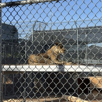 Lion Habitat Ranch - Zoos Near Me - Henderson, Nevada Lion Habitat Ranch - Zoos Near Me - Henderson, Nevada