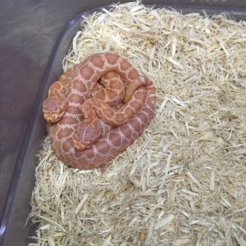 East Bay Vivarium - C. Helleri - Reptile Shops Near Me - Berkeley, California