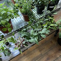 Urban Gardener