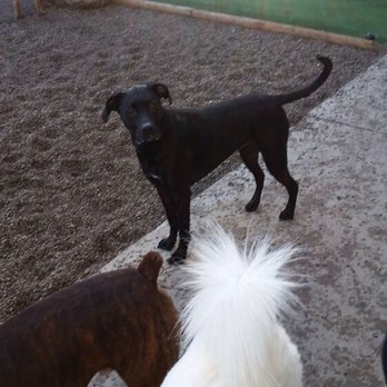 Blue Water Pet Care - Pet Sitting Near Me - Port Huron, Michigan