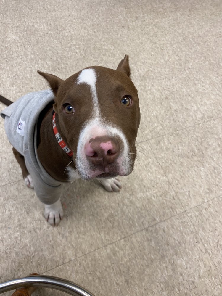 THE DOGHOUSE Updated August 2024 11 Photos 1350 Chapparo St, Las