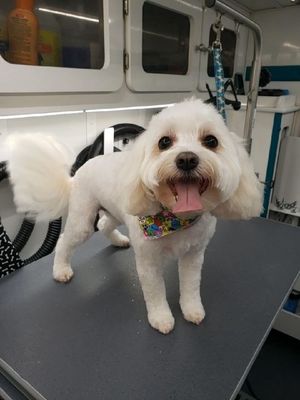 classy canines mobile grooming