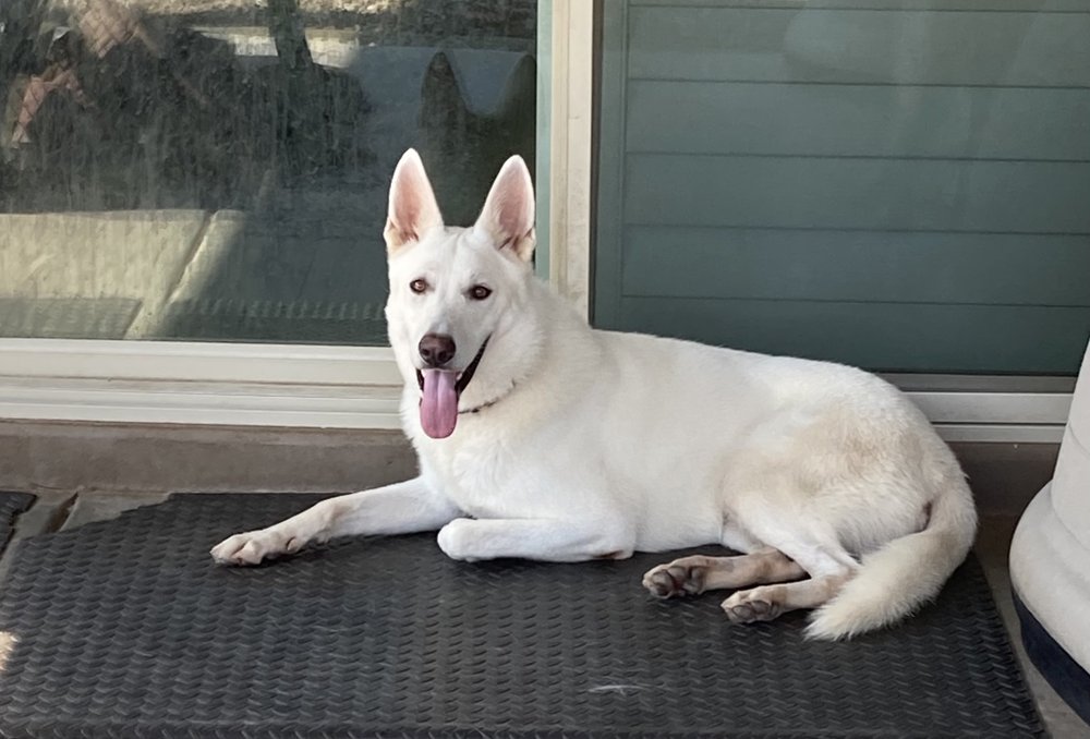 APOLLO PET CARE Updated September 2024 29 Photos Surprise