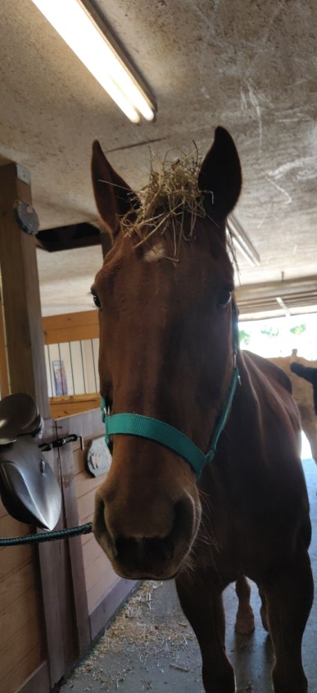 Social spots from Cheyenne's Pride Riding Academy