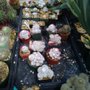 Photo of Grigsby Cactus Gardens