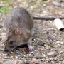 Photo of Critter Control