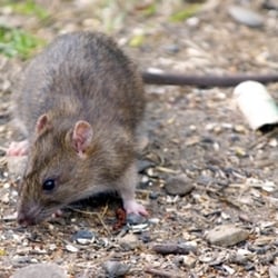 Critter Control