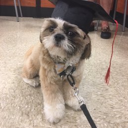 PetSmart- Advanced Training- graduation
