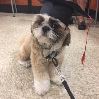 PetSmart - PetSmart- Advanced Training- graduation - Pet Training Near Me - Bradenton, Florida