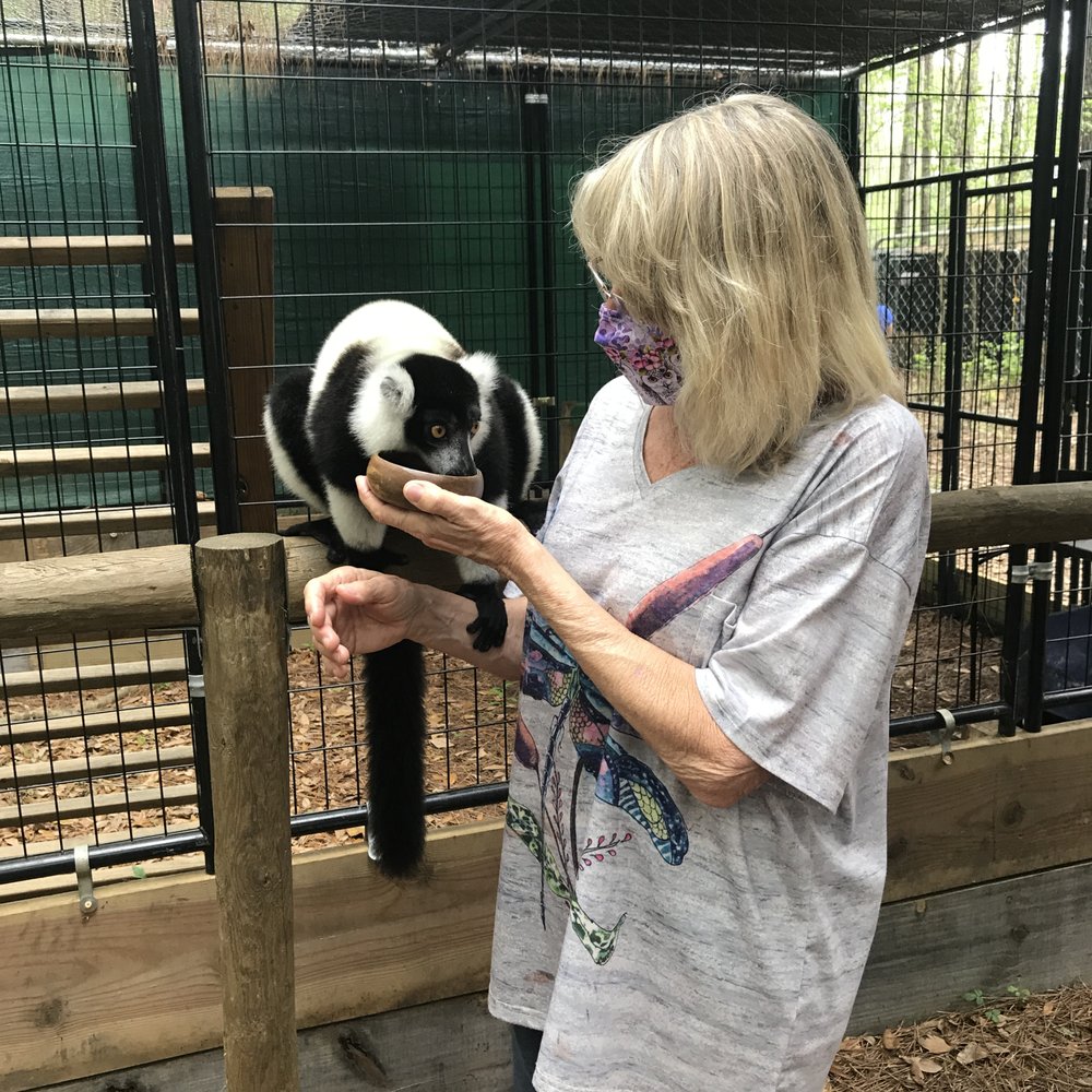 Feeding fruit to the lemurs