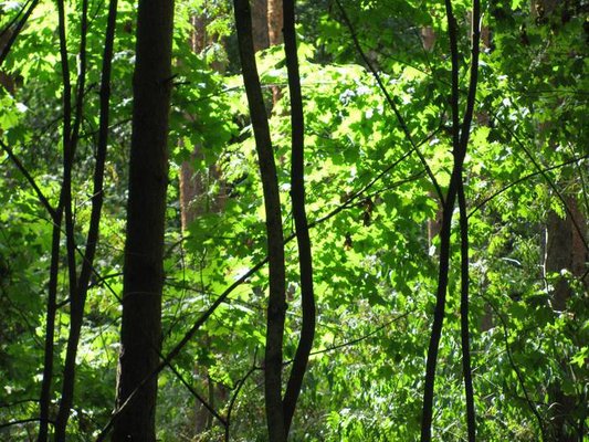 Grunewald by null