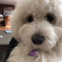 before picture of my dogs grooming before picture of my dogs grooming