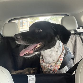 UrbanWagz - Gorgeous Grace! - Pet Groomers Near Me - Tampa, Florida UrbanWagz - Gorgeous Grace! - Pet Groomers Near Me - Tampa, Florida