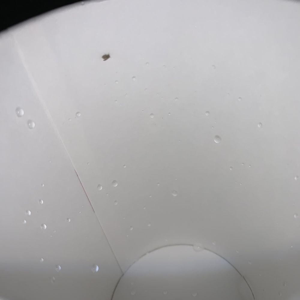 McDonald's - Besides the black specks, I found this nasty lil thing after dumping out my water. - Fast Food Near Me - Baltimore, Maryland McDonald's - Besides the black specks, I found this nasty lil thing after dumping out my water. - Fast Food Near Me - Baltimore, Maryland