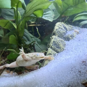 Pet Zone Tropical Fish - Happy African Dwarf Frog - Local Fish Stores Near Me - San Diego, California Pet Zone Tropical Fish - Happy African Dwarf Frog - Local Fish Stores Near Me - San Diego, California