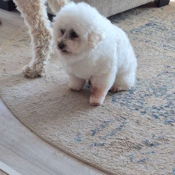 Pets Earth - Bijou after a proper grooming. - Pet Stores Near Me - Bennington, Nebraska