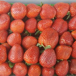 The sweetest Strawberries on earth!