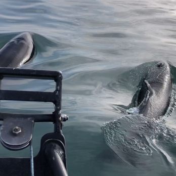 Coldwater Alaska - Orca calves - Boat Tours Near Me - Homer, Alaska