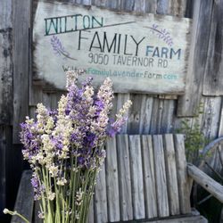 Wilton Family Lavender Farm - My picked bouquet