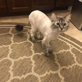 AZ Precision Pet - Great "Lion cut" by Trina. - Pet Groomers Near Me