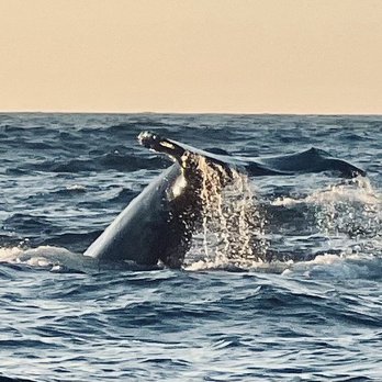 Fast Raft Ocean Safaris - Whale Watching Tours Near Me - Monterey, California