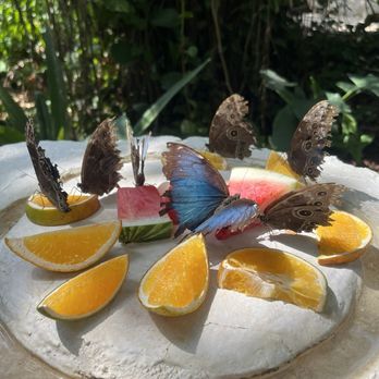 Xcaret Park - butterfly pavilion - Amusement Parks Near Me - Playa del Carmen, ROO