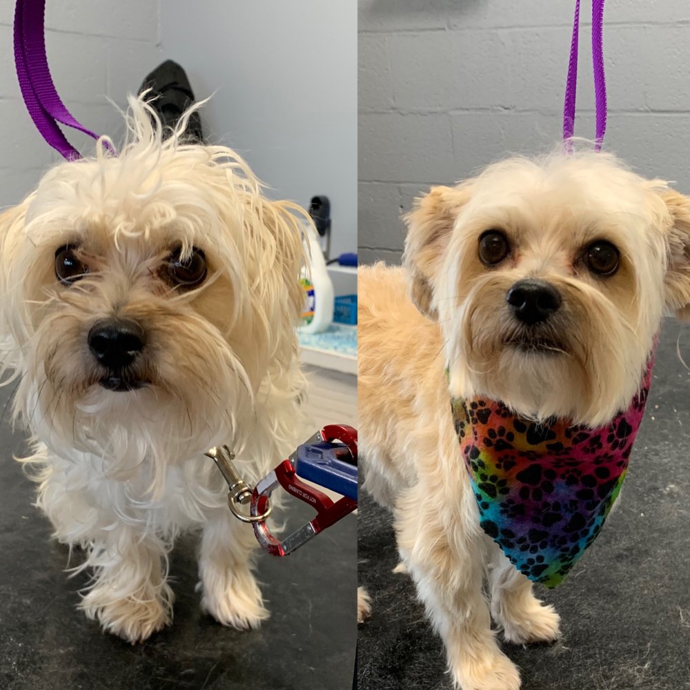 MISS E’S ANIMAL RETREAT 74 Photos 415 E Center Rd, Kokomo, Indiana