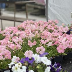 user provided Vilt's Greenhouse photo