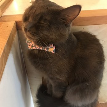 NEKO: A Cat Cafe - Themed Cafes Near Me - Seattle, Washington