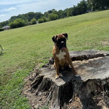 Little Leash Leader - Pet Training Near Me Little Leash Leader - Pet Training Near Me