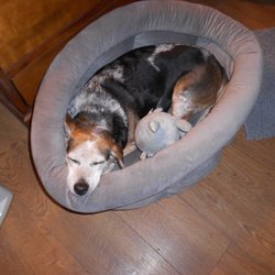 Mountain Mobile Veterinary Clinic - Buddy, my heart