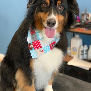 Jasmine Pet Grooming - Dodger looks awesome after being groomed by Annette!! - Pet Groomers Near Me - Brea, California