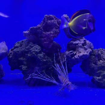 Richmond Aquarium - Aquarium Services Near Me - NORTH CHESTERFIELD, Virginia Richmond Aquarium - Aquarium Services Near Me - NORTH CHESTERFIELD, Virginia