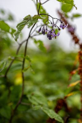 Owls Head State Park by null