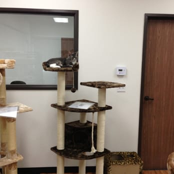Cat Tree Factory - Pet Stores Near Me - Ontario, California Cat Tree Factory - Pet Stores Near Me - Ontario, California