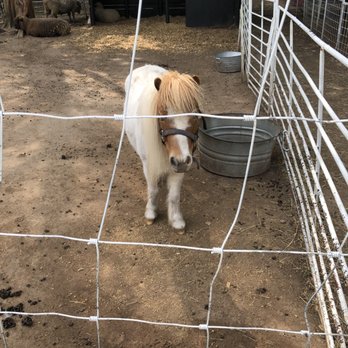 Rose and Grace Mini Farm - Day Camps Near Me - Austin, Texas
