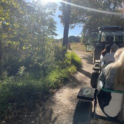 Shuckles Corn Maze At Fiddle Dee Farm - Cow train and corn maze