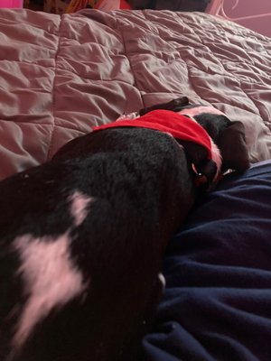 PAWS Chicago by null