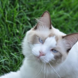 The Blue Lions Ragdoll Cattery