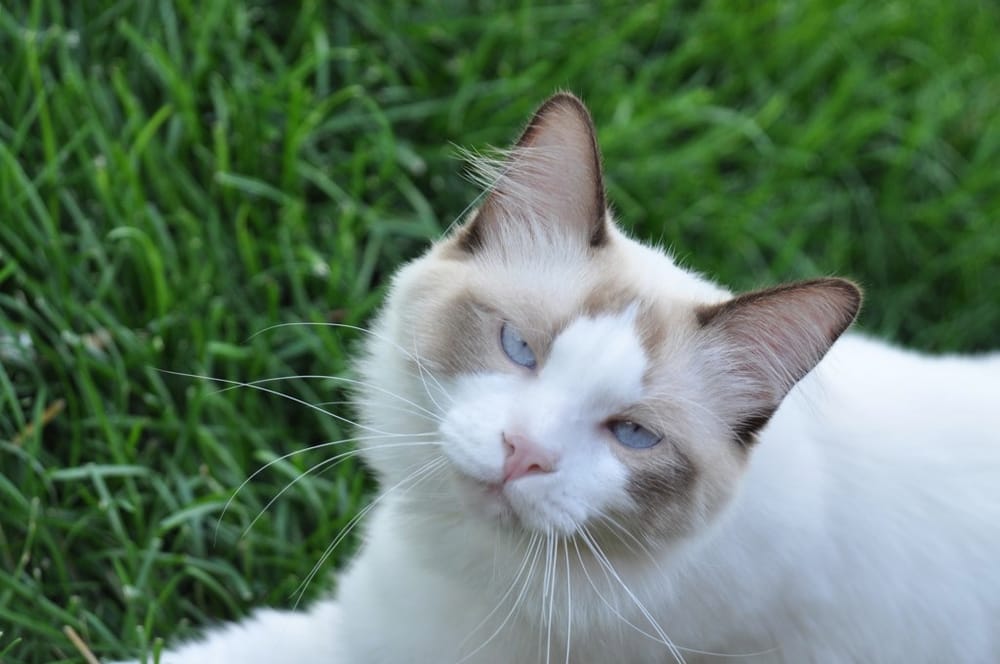 The Blue Lions Ragdoll Cattery Image