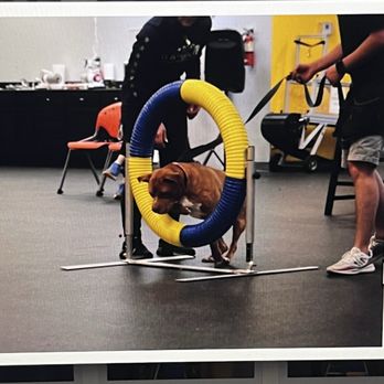 Precision Dog Training Academy - Agility class! Fastest Potato in the mid-west! - Pet Training Near Me - Shawnee, Kansas Precision Dog Training Academy - Agility class! Fastest Potato in the mid-west! - Pet Training Near Me - Shawnee, Kansas