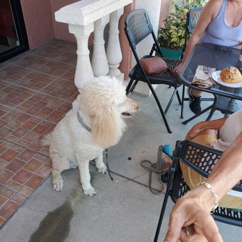 L'Opera Bakery Bistro - a woman and her dog - Bakeries Near Me - Sarasota, Florida L'Opera Bakery Bistro - a woman and her dog - Bakeries Near Me - Sarasota, Florida