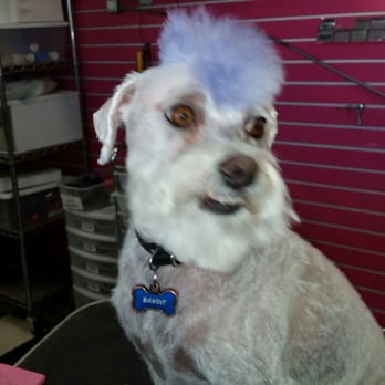 Pets Love Us - Blue Mohawk and a short haircut to keep him cool - Pet Groomers Near Me - Whittier, California Pets Love Us - Blue Mohawk and a short haircut to keep him cool - Pet Groomers Near Me - Whittier, California