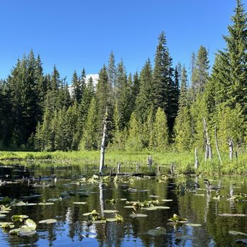 Trillium Lake Campground - Marsh - Lakes Near Me - Trillium Lake, Oregon