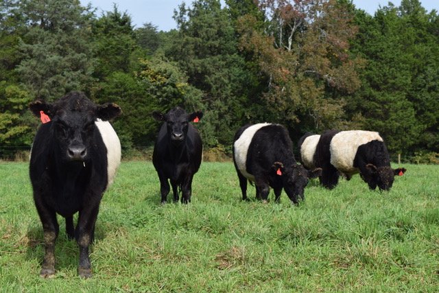 Dragonfly Farms - equestrian in Louisa, VA