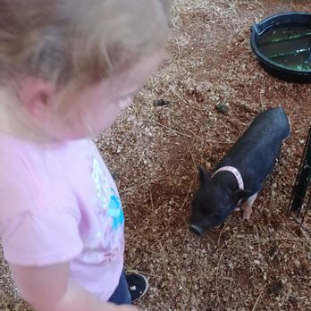 Happi Farm - Baby piglets, they will let you hold - Community Service/Non-Profit Near Me - Davie, Florida Happi Farm - Baby piglets, they will let you hold - Community Service/Non-Profit Near Me - Davie, Florida