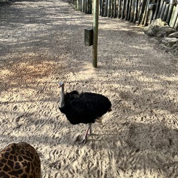 Brevard Zoo - bird - Zoos Near Me - Melbourne, Florida Brevard Zoo - bird - Zoos Near Me - Melbourne, Florida