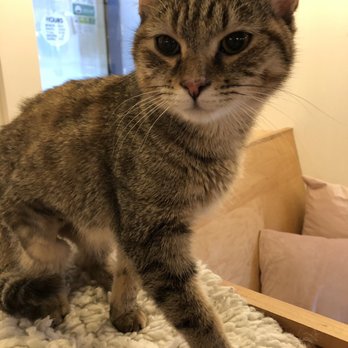 NEKO: A Cat Cafe - Daisy - Themed Cafes Near Me - Seattle, Washington NEKO: A Cat Cafe - Daisy - Themed Cafes Near Me - Seattle, Washington